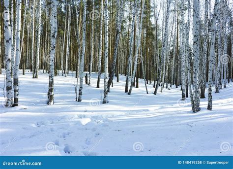 Sunny Day In Winter Birch Trees Forest Stock Photo Image Of Snow