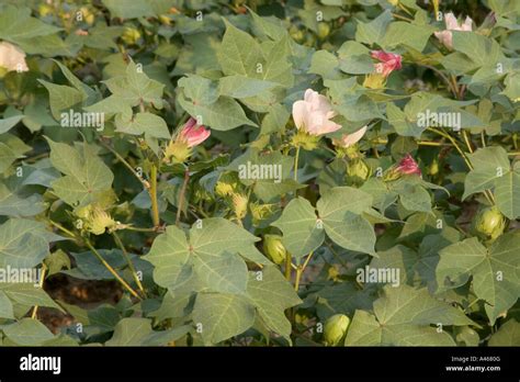 Cotton Plants Roundup Ready Flowering Field Stock Photo Alamy