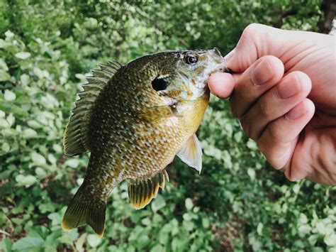 Premium Photo Person Holding Fish