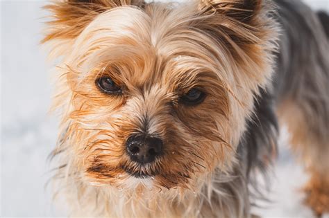 Yorkshire Terrier Perro Mascota Foto Gratis En Pixabay Pixabay