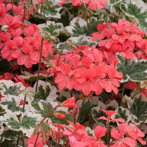 Geranium Pelgardini Fanciful Foliage Collection J Parker Dutch Bulbs