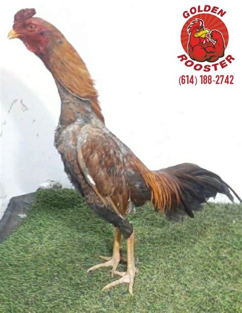 Pin En GALLOS ORIENTALES