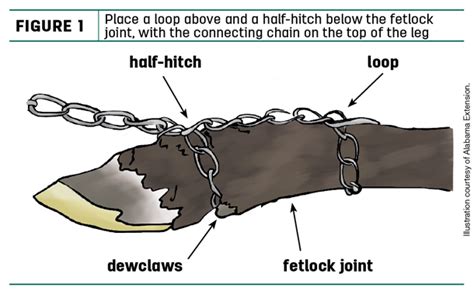 Pulling A Calf How And When To Help Homesteading Forum