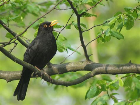 Kostenlose foto Baum Natur Ast Vogel Tierwelt Europa Frühling