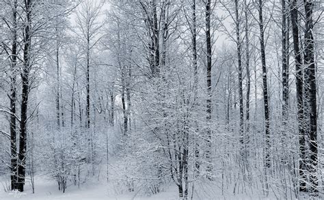 Frosty Trees by Pajunen on DeviantArt