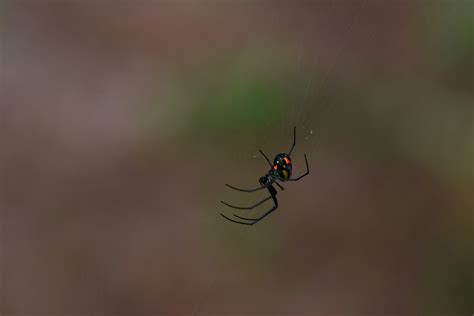 Dangerous Spiders In North Alabama And How To Identify Them Scout Pest Control