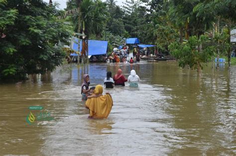 Dampak Banjir Konawe Ratusan Hektar Sawah Terendam Dan Kebun Merica