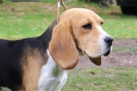 Chien Beagle Oyat Des Courants De La Selle