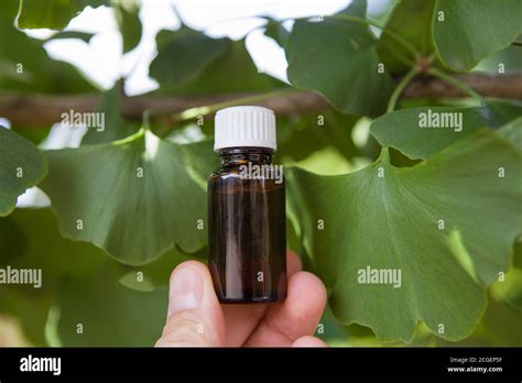 Medicinal Herb Ginkgo Biloba Healthy Concept Stock Photo Alamy