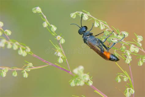 Mud dauber stock image. Image of nature, insect, dauber - 280568957