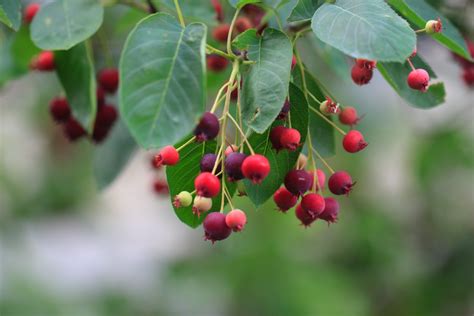 Free Images Tree Nature Branch Blossom Fruit Berry Leaf Flower