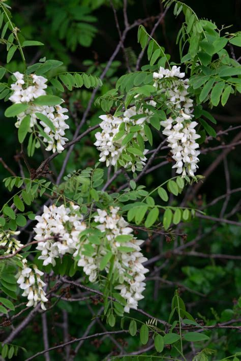 Native Flowering Shrubs Alabama Best Flower Site