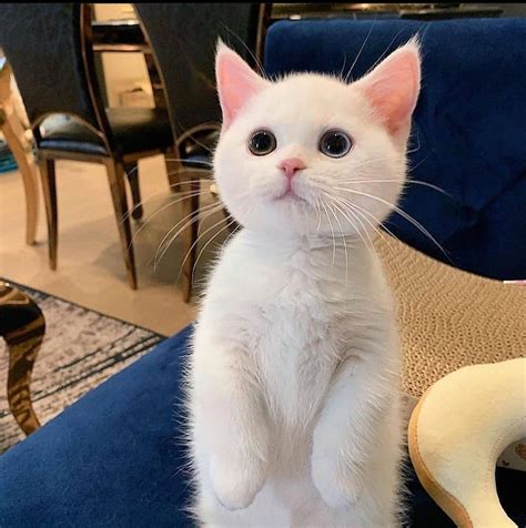 Can somebody explain why this cat look so cute? : r/aww