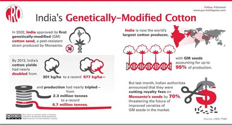 India S Genetically Modified Cotton Gro Intelligence