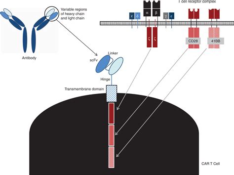 Chimeric Antigen Receptor T Cell Therapy For Solid Tumors Molecular