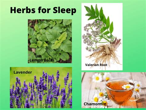 Herbs And Natural Remedies For Sleep The Health Patch