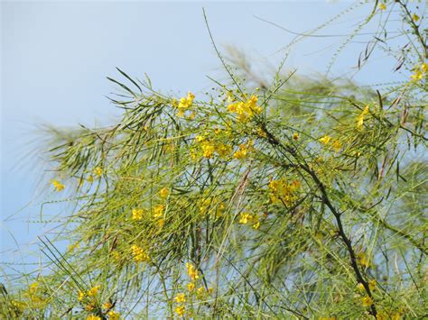 Parkinsonia aculeata - Leon Levy Native Plant Preserve