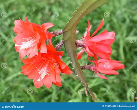 Closeup On Epiphyllum Orchid Cactus Flower Stigma And Stamen On Green