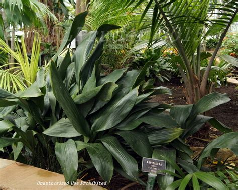 Plantfiles Pictures Aspidistra Species Cast Iron Plant Aspidistra