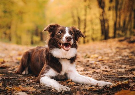 Qu Tama O Tienen Los Border Collies Tabla De Altura Y Peso Promedio