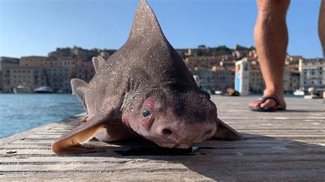 Raro Esemplare Di Pesce Porco Trovato Nelle Acque Dell Isola D Elba