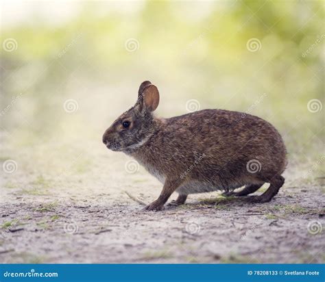 Marsh Rabbit In Wetlands Stock Image Image Of Walk Fauna 78208133