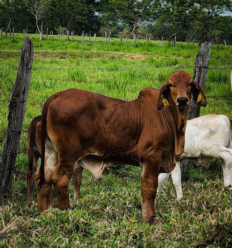 Hermoso Ternero Brahman Rojo De 5 Meses De Edad Futuro Gran Semental