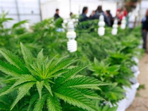 Argentina Desarrolla El Cannabis Medicinal En Jujuy Ciudad Cannabis