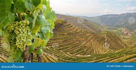 Vineyards With Red Wine Grapes For Port Wine Production In Winery Near