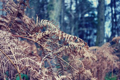 Free Images Tree Nature Forest Branch Winter Sunlight Leaf