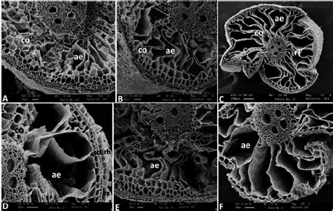 Scanning Electron Microscopy Of Roots Of Rice Oryza Sativa Plants