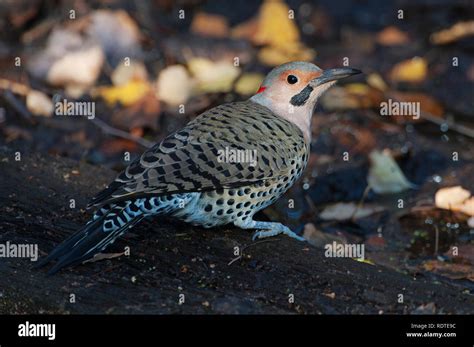 Yellow Shafted Flicker Stock Photos And Yellow Shafted Flicker Stock