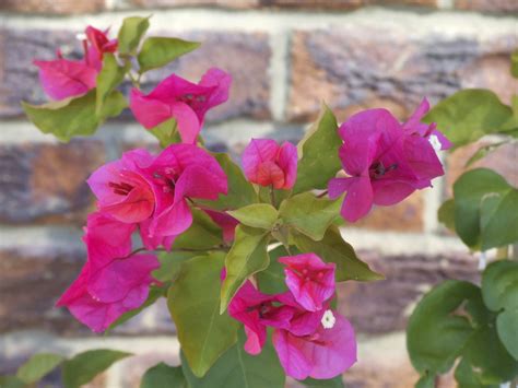 Bougainvillea Propagation Methods Growing Bougainvillea From A Cutting