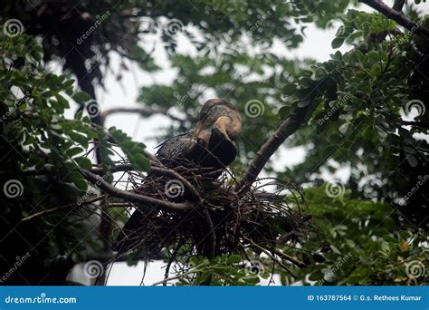 Wild Birds Nestling stock photo. Image of asian, tropical - 163787564