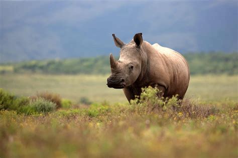 Wildlife in Vietnam - Types of Vietnamese Animals - A-Z Animals