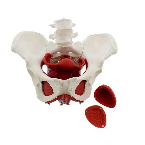 Buy UIGJIOG 3D Female Pelvic Floor Model Pelvic Model 6Pc Life Size Pelvis Anatomical Model ...