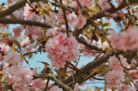 Sakura Fleurs De Cerisier Photo Gratuite Sur Pixabay Pixabay