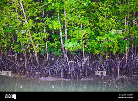 Malaysia Langkawi Mangrove Forest Stock Photo Alamy