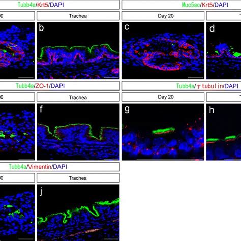 A J Immunohistochemical Characterization Of Mouse Ips Cell Derived