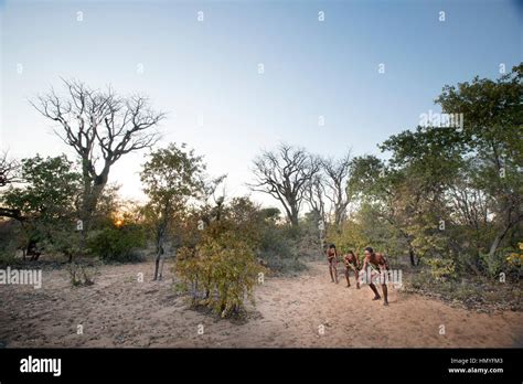 San Bushmen Hunting In The East Of Namibia Stock Photo Alamy