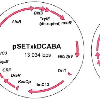 Schema Of The Constructs Used In This Work From Left To Right PSETxk