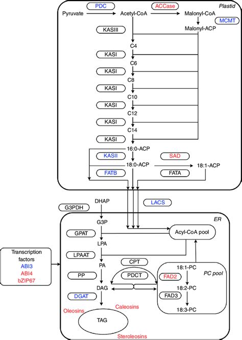 Pathways Of Fatty Acid Synthesis And Triacylglycerol Biosynthesis