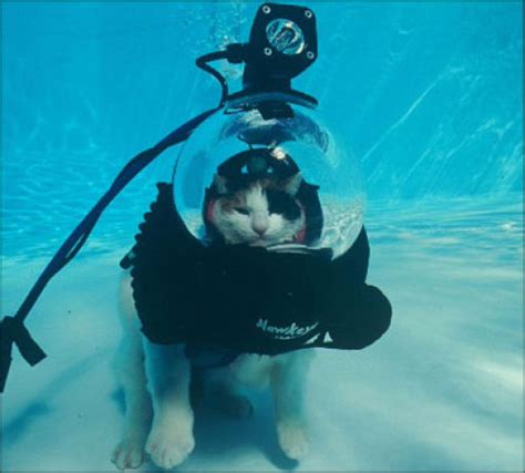 Swimming Cats Are So Funny (29 pics) - Izismile.com