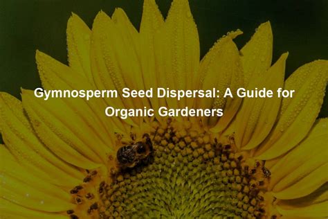 Gymnosperm Seed Dispersal Organic Seed Finder