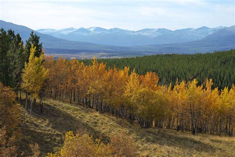 Missing these glorious views. Yukon Wildlife Preserve, Sept 2020 : r/Yukon