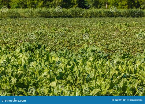 Rows Of Fodder Beet On The Field Crop And Farming Stock Image Image