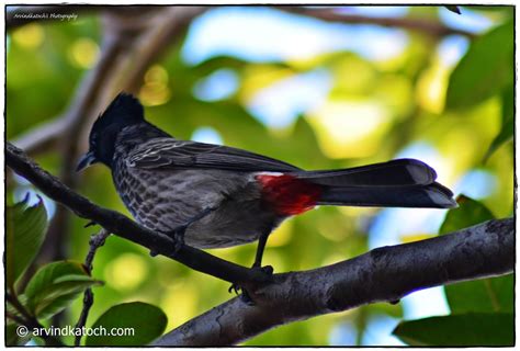 Indian Birds Photography And Details The Red Vented Bulbul