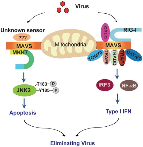 Schematic Diagram Of The Mavs Mkk Jnk Apoptosis Signaling Pathway