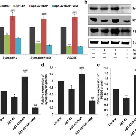 Expression MRNA Protein Of Autophagy Markers Following The Treatment