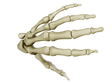 Hand Skeleton 3d Model Max Obj 3ds C4d Lwo Lw Lws Ma Mb